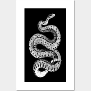 Horned Rattle snake Posters and Art